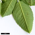 SpeciesSub: ’Bicolor’